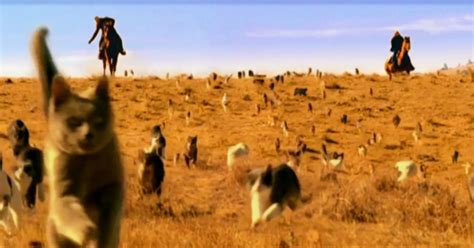 Cowboys Herding 10,000 Cats May Just Be The Craziest Thing You’ve Ever ...