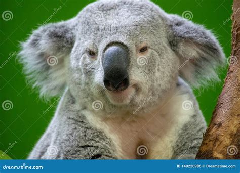 Koala Bear Close up stock photo. Image of tree, color - 140220986