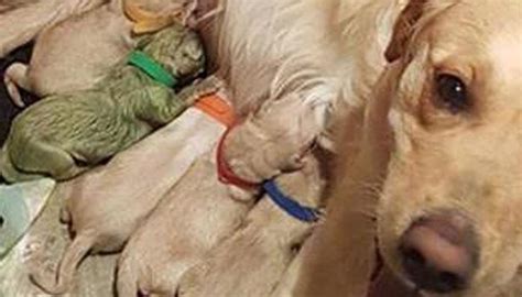 Golden retriever gives birth to green puppy | Newshub