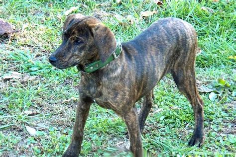 Treeing Tennessee Brindle - Dog Breed Information - American Kennel Club | American leopard ...