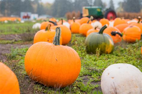 October Brings the Opening of Lewis County Area Pumpkin Patches and Fall Family Fun | The Daily ...