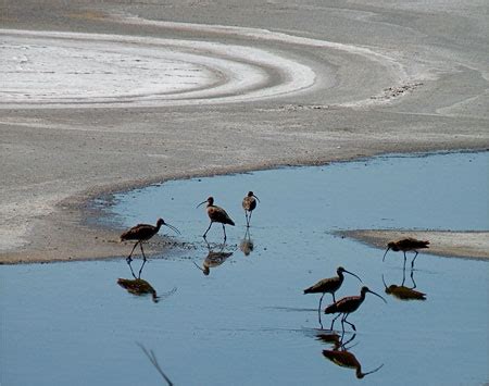 Birding the Owens Lake Big Day | Audubon California