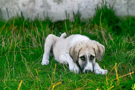 Deadly Dog Diseases that You can Totally Prevent | PetCareRx