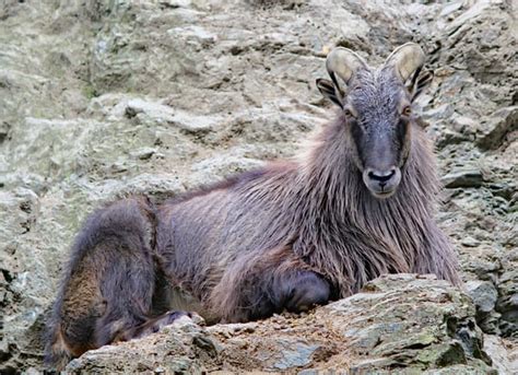 The Last Stand Of Nilgiri Tahr - NATURE SCIENTIST