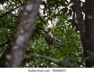 1,892 Brunei Wildlife Images, Stock Photos & Vectors | Shutterstock