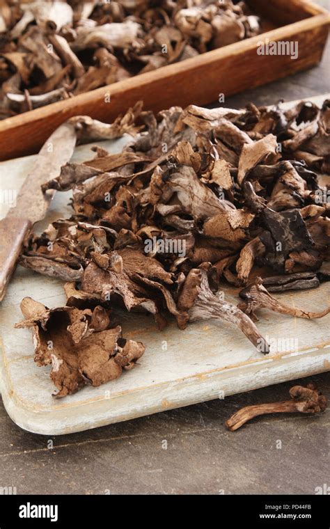 Chanterelle varieties hi-res stock photography and images - Alamy