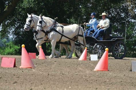 Meet the American Cream Draft Horse - Young Rider Magazine