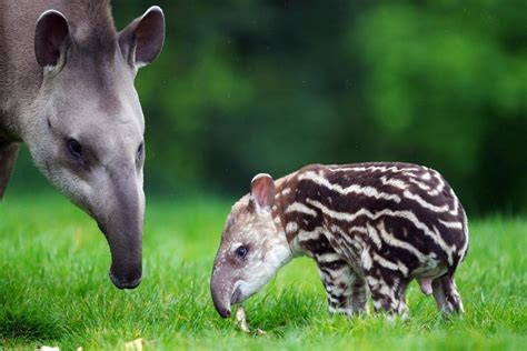 Rare and Extinct Animals – Animals Interest | Tapir, Dublin zoo, Baby ...