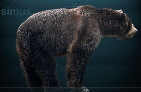 Giant Short Faced Bear Video & Photo | Message Board