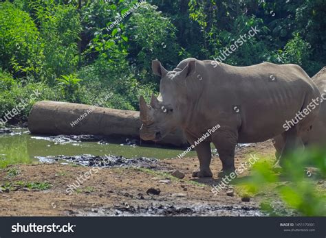 15 Badak jawa Images, Stock Photos & Vectors | Shutterstock