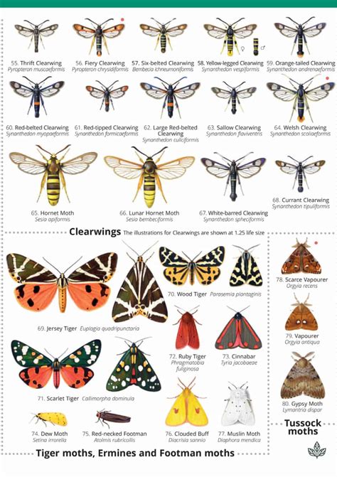 British Day Flying Moths Identification Guide | FSC Moths Guide