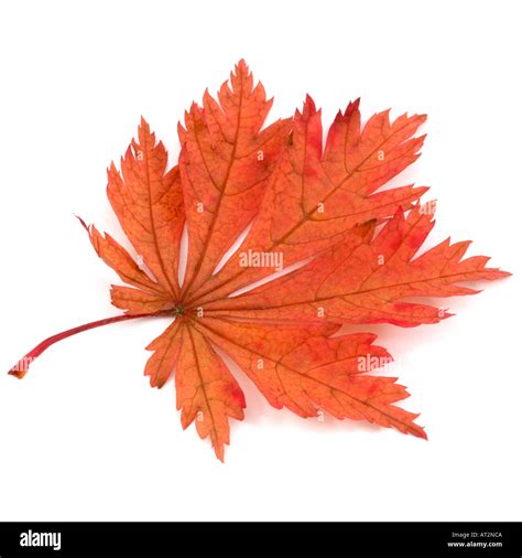 Red orange brown single leaf of japanese maple tree cultivar acer ...