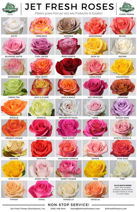 Rose varieties | Types of roses, Rose flower, Rose color meanings