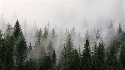 About Hd Wallpaper Of Foggy Forest Online