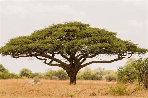 Akazienbaum in Afrika stockfoto. Bild von baum, safari - 20638768