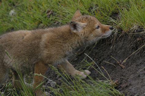 Fy Nyth...: Coyote Puppies!