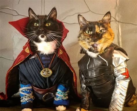 Cat Cosplay of the Feline variety. — cat-cosplay: “Well… That escalated ...