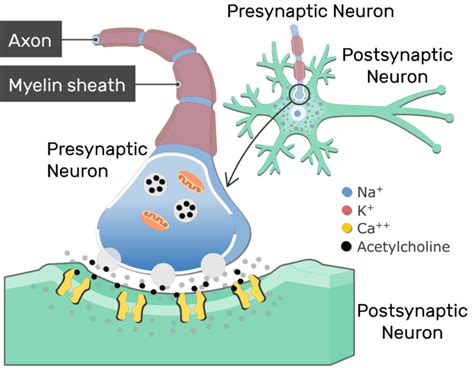 Neurotransmitter Release At Cholinergic Synapses | GetBodySmart