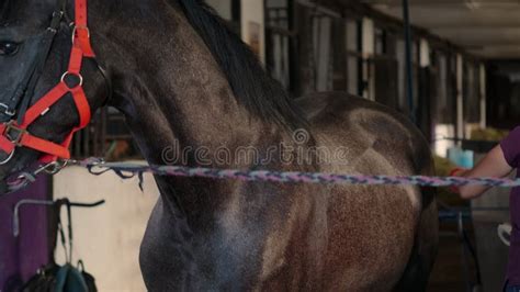 Horse Breeding on Farm, Woman is Grooming Stallion in Stable Stock ...