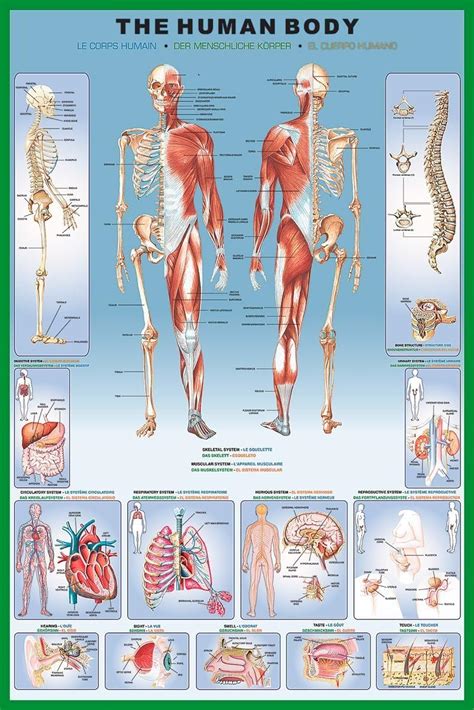 Amazon.com: Laminated Illustrated Human Body Educational Anatomy Chart Poster 24x36: Home & Kitchen