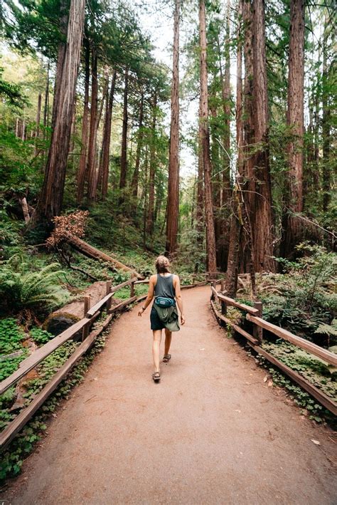 Muir Woods National Monument Wallpapers - Wallpaper Cave