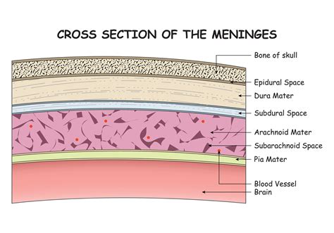 Cross Section of the Meninges Design Vector Illustration Diagram ...