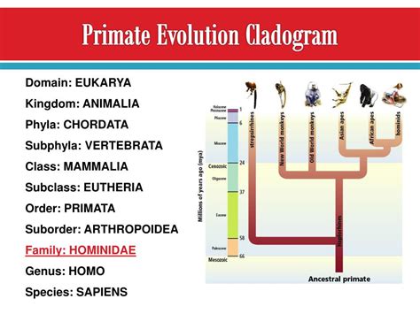 PPT - Hominid Evolution & Classification PowerPoint Presentation - ID:2062051