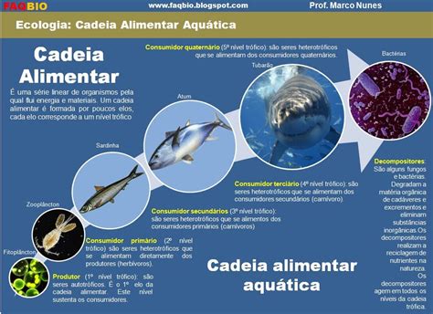 Resultado de imagem para cadeia alimentar marinha exemplos | Alimentar ...