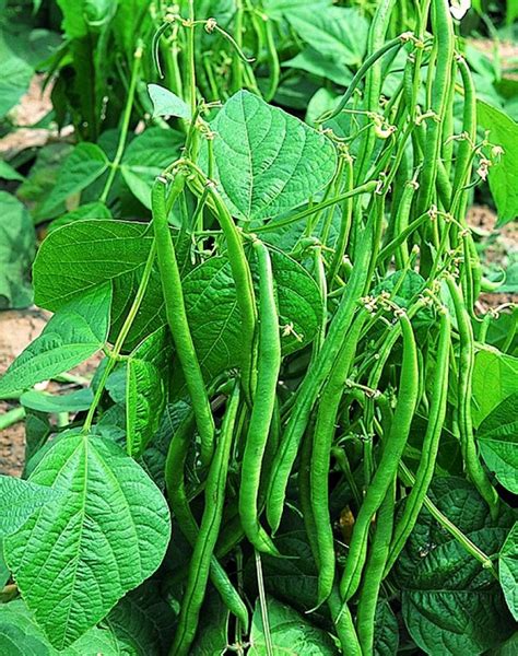 Planting and Growing Guide for Bush (Dwarf) Beans (Phaseolus vulgaris)