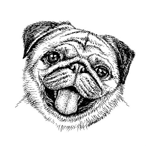 Premium Vector | Sketch dog. cute pug. portrait of dog in sketch style. hand drawn ink illustration.