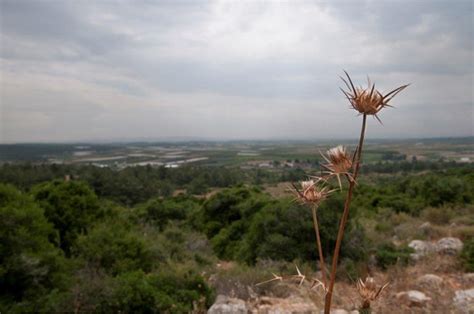 Beautiful Israel in Green - ISRAEL21c