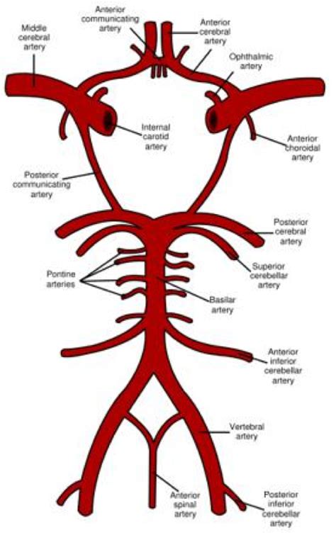 Middle cerebral artery (anatomy) - Radiology Notes