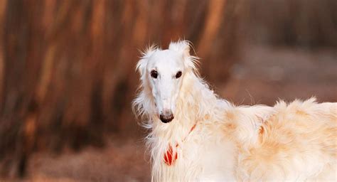 Borzoi - The Confident, Athletic Russian Wolfhound