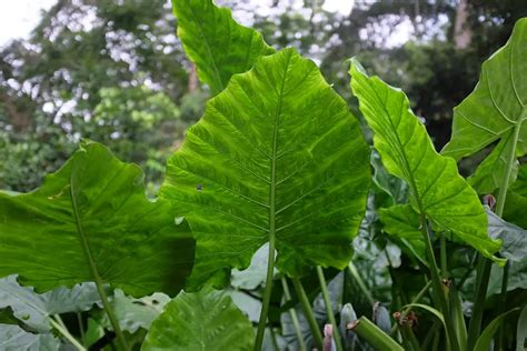 How To Grow Elephant Ears. Easy Guide On Planting And Care