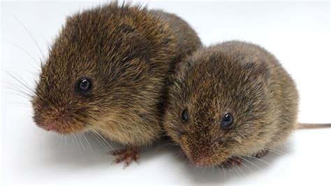 Prairie voles can find partners just fine without the ‘love hormone’ oxytocin