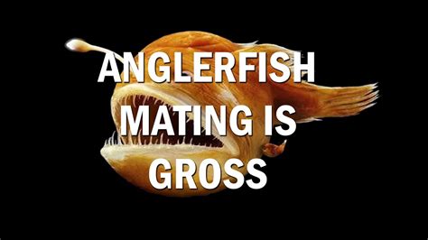 Angler Fish Mating