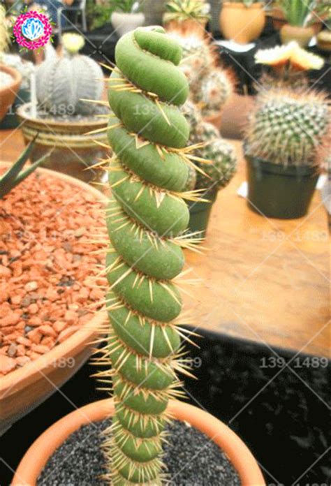 100pcs Rare Cactus Seeds Real Succulent Seeds Green Spiral Funny Bonsai - Seeds