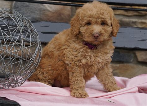 F2 Mini Goldendoodle For Sale Sugarcreek, OH Female- June – AC Puppies LLC