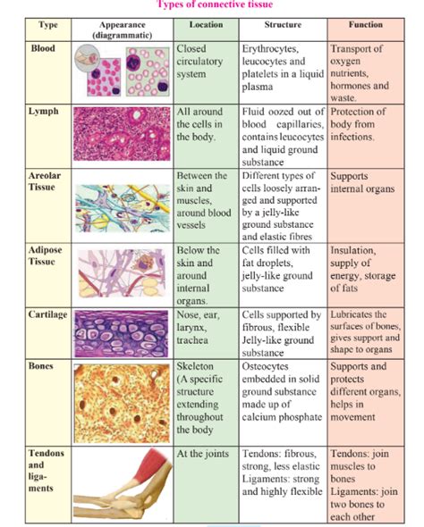 Write the structure and function of the following connective tissues:a Bloodb Lymphc Areolar ...