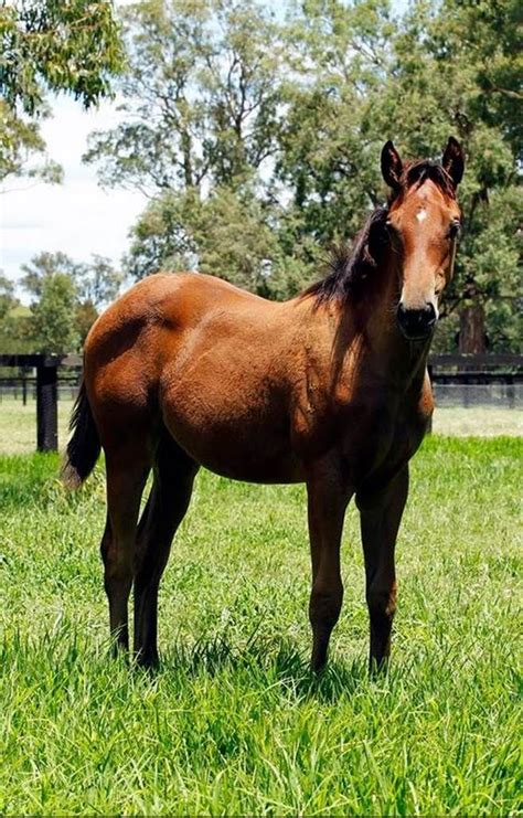 The first foal of BLACK CAVIAR (Aus), a filly by EXCEED AND EXCEL (Aus), is getting to be a big ...