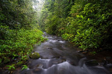 Maalan Cloud Forest purchase and protection