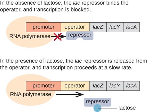 Gene Regulation: Operon Theory · Microbiology