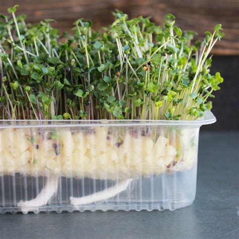 Re-usable Self-watering Microgreens Growing Tray - 2 Trays - 7" x 5.25 ...