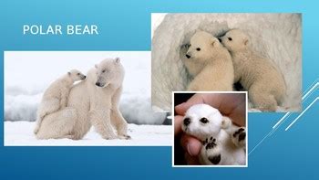 Arctic Animals Adaptations by The Peppy Librarian | TpT