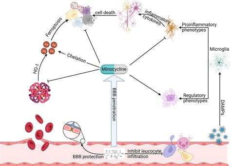 Frontiers | Revisiting Minocycline in Intracerebral Hemorrhage ...