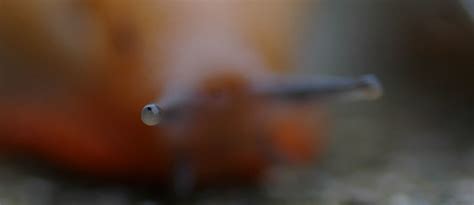 Slug-eye | you should've seen his eyes, they were on stalks | A l i b i p h o t o | Flickr