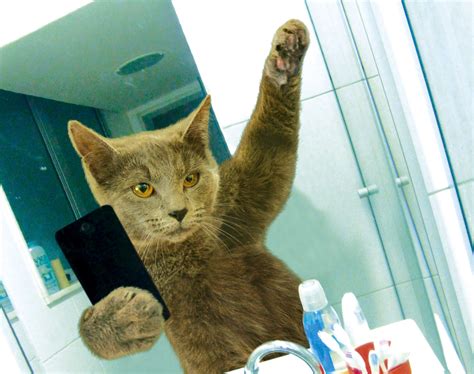 Download Smartphone Selfie Funny Cat 4k Ultra HD Wallpaper