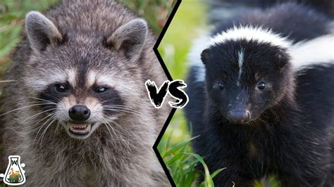 Are Skunks And Raccoons Related? The 12 Latest Answer - Ecurrencythailand.com