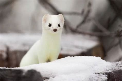 Stoat vs Weasel: 5 Key Differences - A-Z Animals