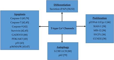 Cancers | Free Full-Text | T-type Calcium Channels in Cancer